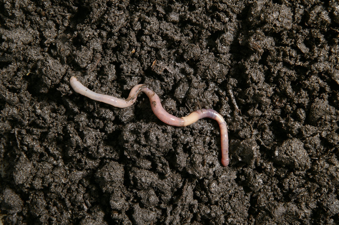 Unsettling Reports of “Hopping Worms” Near the Bay Raise Quiet Concern
