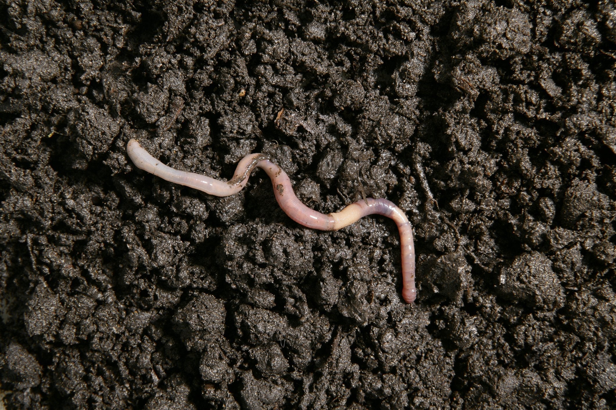 Unsettling Reports of “Hopping Worms” Near the Bay Raise Quiet Concern